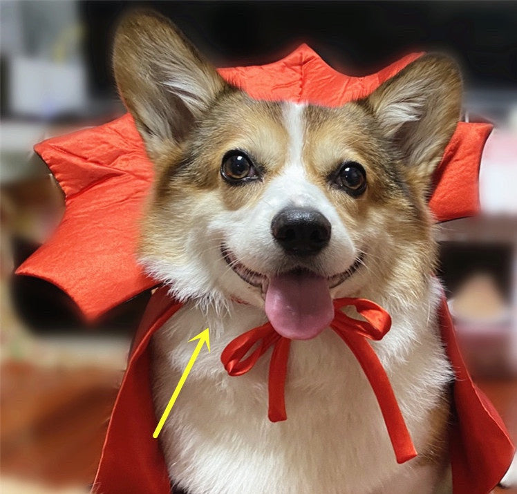 Capa de Vampiro para Mascota – Halloween · detalle real 2