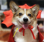 Capa de Vampiro para Mascota – Halloween · detalle real 2