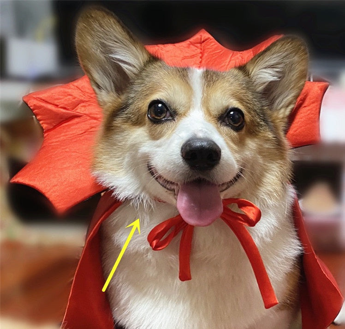 Capa de Vampiro para Mascota – Halloween · detalle real 2